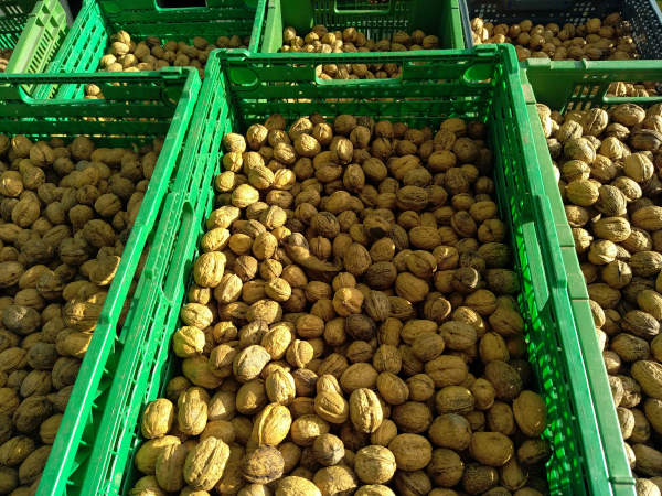 Noix séchant au soleil